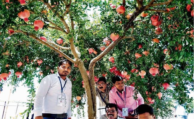 रांची  : इजराइल में खेती की नयी तकनीक से रूबरू हुए झारखंड के किसान