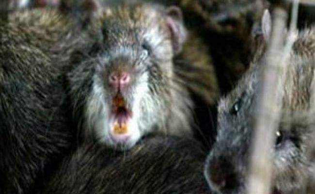 चूहे ने काटा, अब रेलवे देगा 25 हजार रुपये मुआवजा