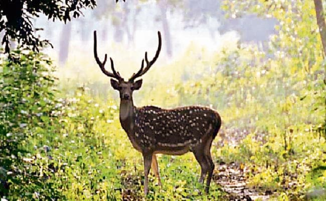 पटना : वीटीआर में मॉनसून पेट्रोलिंग से रखी जा रही नजर, शिकारियों और गंडक के खतरे को देखते हुए उठाया गया कदम