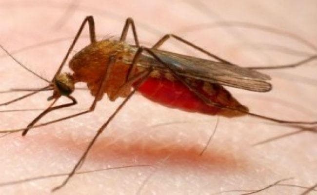 चंदवा : मलेरिया से जमीरा गांव के एक ही परिवार के तीन बच्चों की मौत