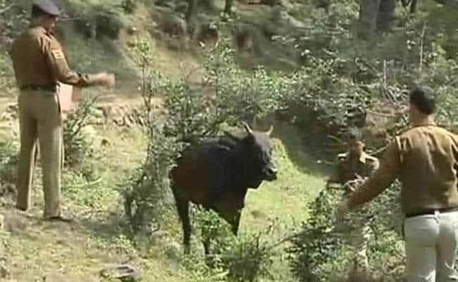 योगी के उत्तर प्रदेश में हो रही थी ”गोकसी”, पुलिस को सूचना मिली और…