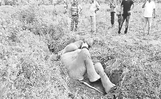 मालबाजार : चाय बागान के नाले में गिरकर फंसा हाथी