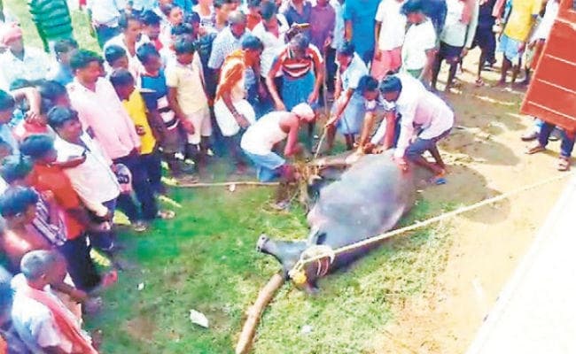 पुरुलिया में पालतू भैंसे ने ले ली मालिक की जान, ग्रामीणों में दहशत
