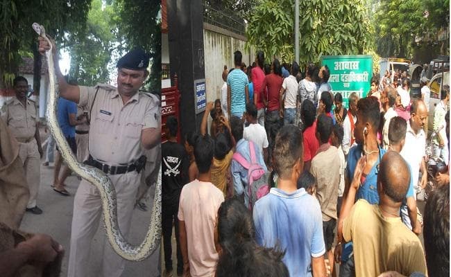 DM के आवास में निकला 10 फीट लंबा अजगर, तीन घंटे की मशक्कत के बाद वन विभाग की टीम ने पकड़ा