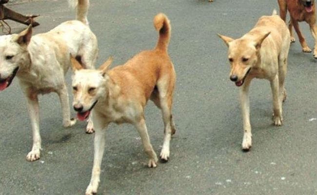 गुमला : कुत्ते ने मासूम बच्ची समेत तीन लोगों को काटा, ग्रामीणों ने कुत्ते को मारकर शव को नदी में बहाया