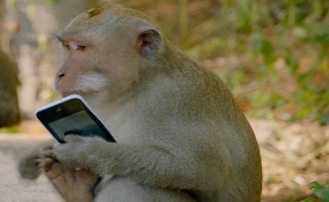 पालतू बंदर ने पहले महिला को काटा, फिर मोबाइल छीनकर अपने मालकिन को थमाया और उसके बाद...