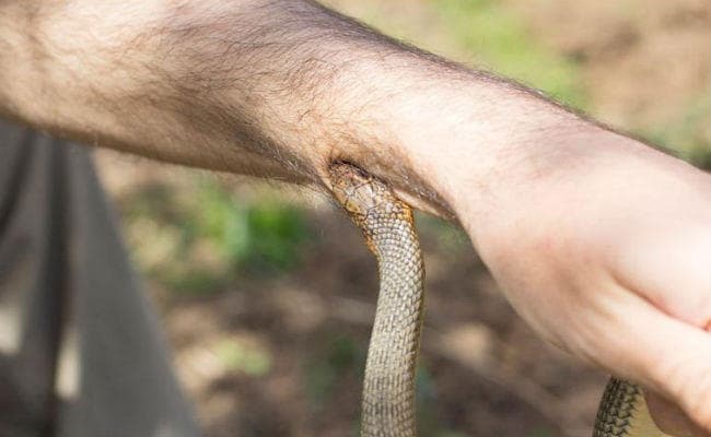 IIT दिल्ली छात्रों ने विकसित की सर्पदंश की सस्ती दवा