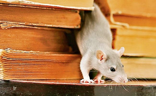 जापान में सरकार ने छेड़ी चूहों के खिलाफ जंग