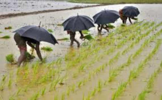 जनजीवन पर मौसम मेहरबान धान की खेती को जीवनदान