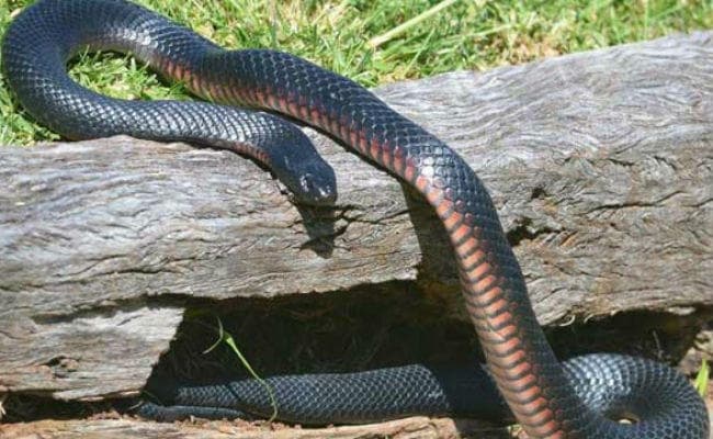 मुंबई : सांप की रीढ़ की हड्डी टूटने के बाद हुआ MRI, इलाज के बाद हालत में सुधार