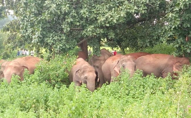 हाथी का पैर छूने गया था अधेड़, हुआ यह हाल