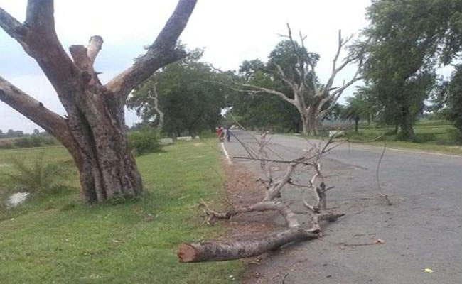 बाइक सवार दंपती पर गिरी पेड़ की टहनी, पति की मौत