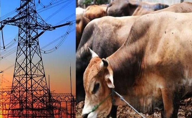देश में गाय के गोबर से पैदा हो सकेगी बिजली, दो यूरोपीय कंपनियां कर रहीं तैयारी