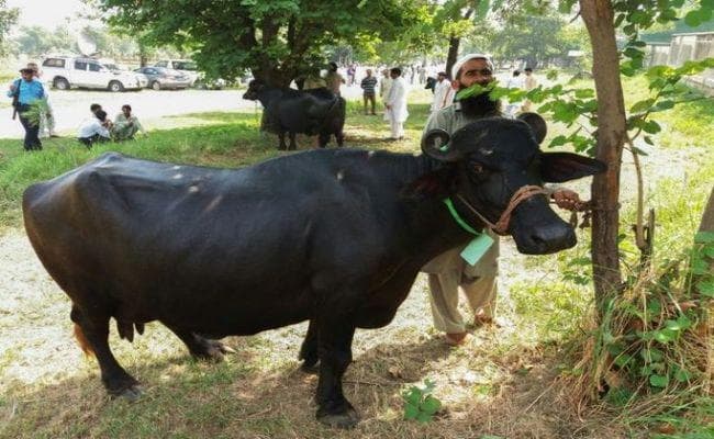पाकिस्तान सरकार ने आठ भैंस बेचकर कमाये 23 लाख रुपये