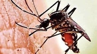 झारखंड में डेंगू के 30 और चिकनगुनिया के 20 मरीज मिले, स्वास्थ्य विभाग ने दिया ये निर्देश, जानें बचाव के उपाय