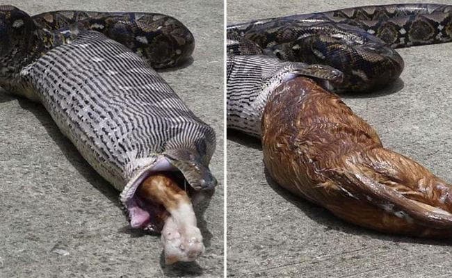 नौ फुट के अजगर को महंगा पड़ा मोटी बिल्ली निगलना, हुआ यह हाल...