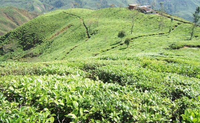 20 फीसदी बोनस की मांग पर दार्जीलिंग की 84 चाय बागानों में 4 अक्टूबर को हड़ताल