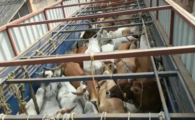 भारत-बांग्लादेश सीमा से जब्त हुए 65 मवेशी