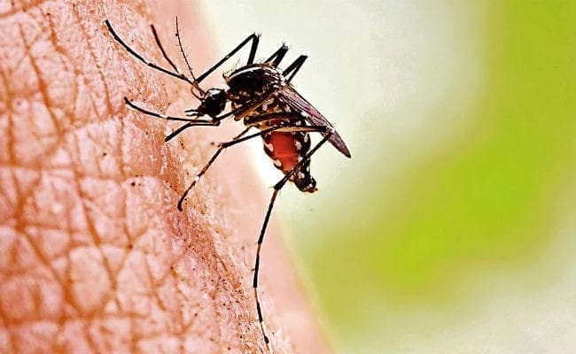 पीएमसीएच : एक दिन में डेंगू के 67 नये मरीज मिले