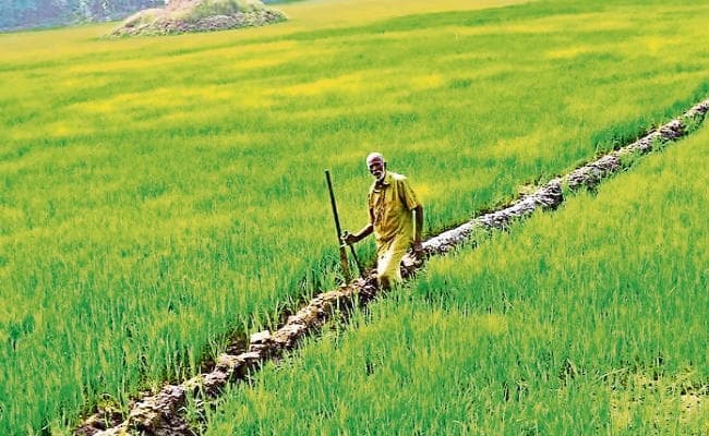 टला सूखे का खतरा, पर्याप्त बारिश से फसल हुई अच्छी