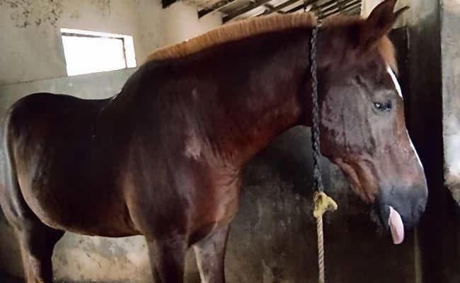 जनता की शाही सवारी व पुलिस को लखपति बना रहे लुकस-चांद