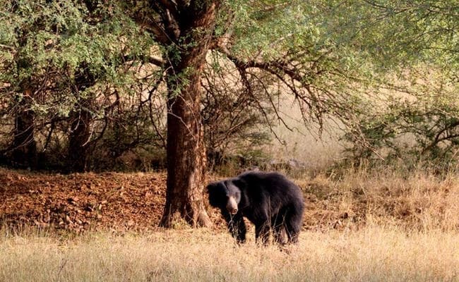 झारखंड के लातेहार में शौच जा रहे कलेश्वर पर जंगली भालू ने किया हमला