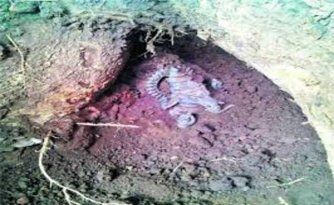 खुदाई में मिली शीतलनाथ जी व पार्श्वनाथ की प्रतिमा