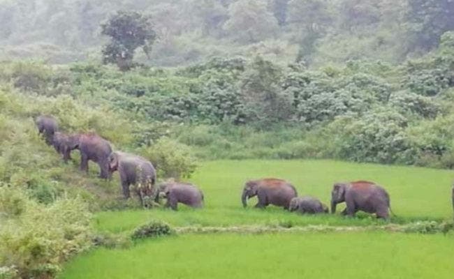 बड़कागांव : ग्रामीण क्षेत्रों में फिर से हाथियों का उत्‍पात शुरू, सुगन रजवार को पटककर किया घायल