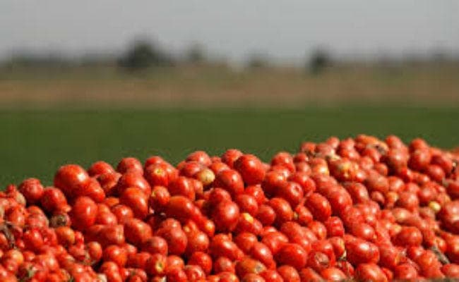 प्याज के बाद अब टमाटर ने भी तरेरी लाल-लाल आंख, यहां के बाजार में बिक रहा 80 रुपये किलो...