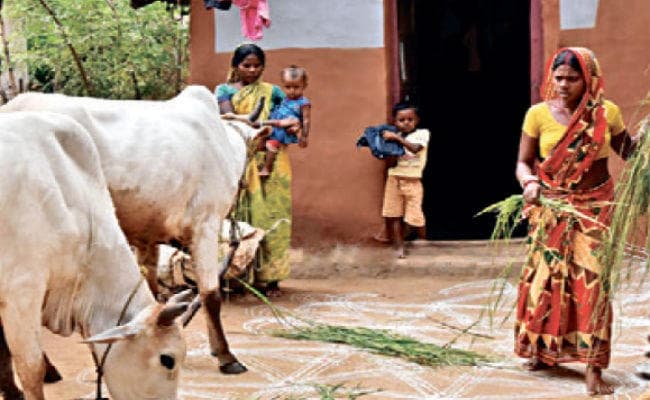 पशुधन के सम्मान का सांस्कृतिक उत्सव है बांदना