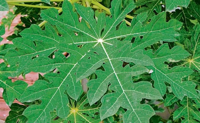 डेंगू का खौफ: बिहार में 300-500 रुपये प्रति लीटर मिल रहा बकरी का दूध, बिक रहा पपीता का पत्ता