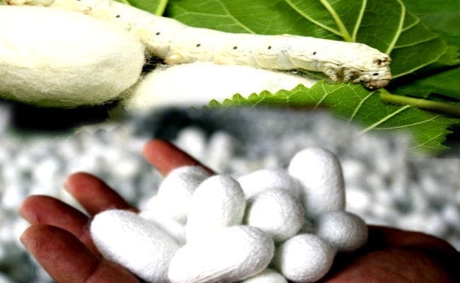 रेशम कीट पालन दिलाएगा बेहतरीन करियर का मौका, इन पाठ्यक्रमों में लें दाखिला