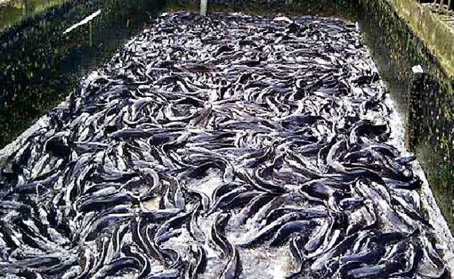 देवघर में इंडोर फिशरीज के प्रोजेक्ट का निर्माण पूरा, कम जमीन व कम पानी में इंडोर फिशरीज शुरू