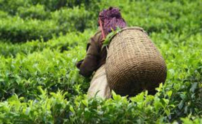चाय बागान श्रमिकों को मिलेगा 20 फीसदी बोनस