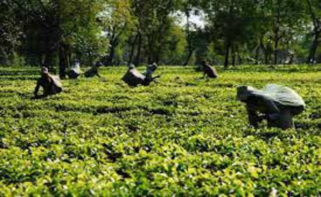 मजदूरों का वेतन भुगतान मामला गहराया, जलपाईगुड़ी में चाय बागान बंद, 1500 मजदूर बेरोजगार