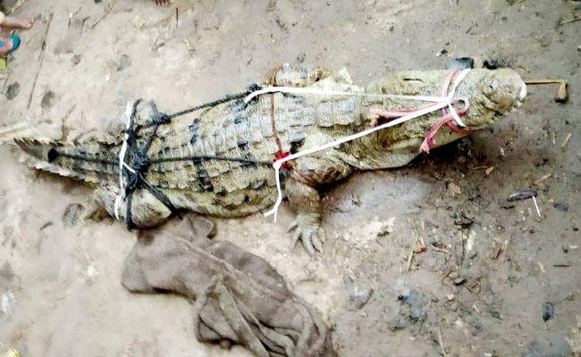 आधी रात को आंख खुलते ही घर में हलचल करता दिखा मगरमच्छ, ...जानें फिर क्या हुआ?