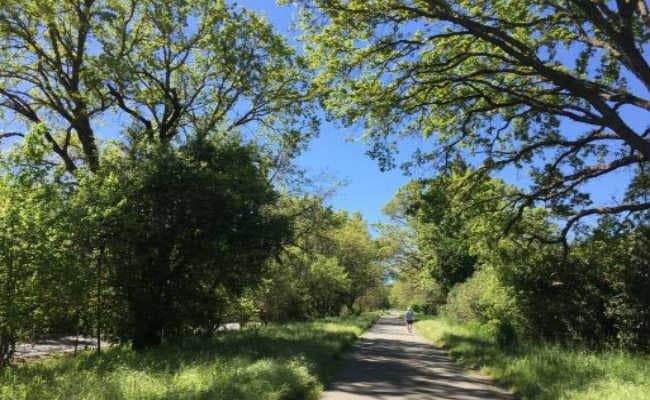 6.31 लाख लगे थे पौधे, बचे 1.17 लाख