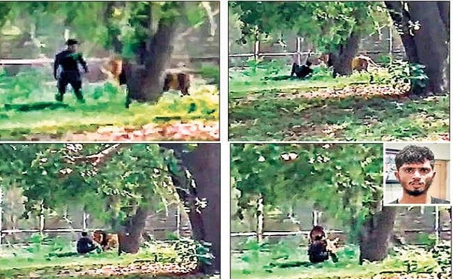 दिल्ली : चिड़ियाघर में शेर के बाड़े में कूदा बिहार का रहने वाला युवक और फिर…