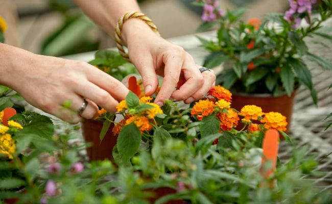 हॉर्टिकल्चर में संवारें भविष्य