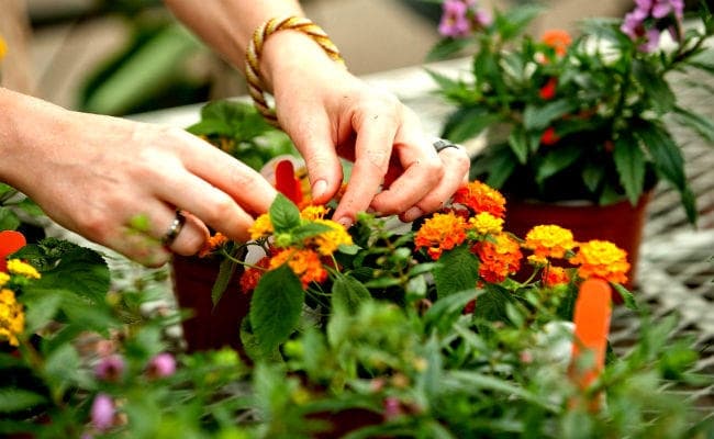 अब बागवानी केवल शौक नहीं करियर विकल्प भी है, प्रकृति से प्यार है तो हॉर्टिकल्चर में मिलेगा मौका