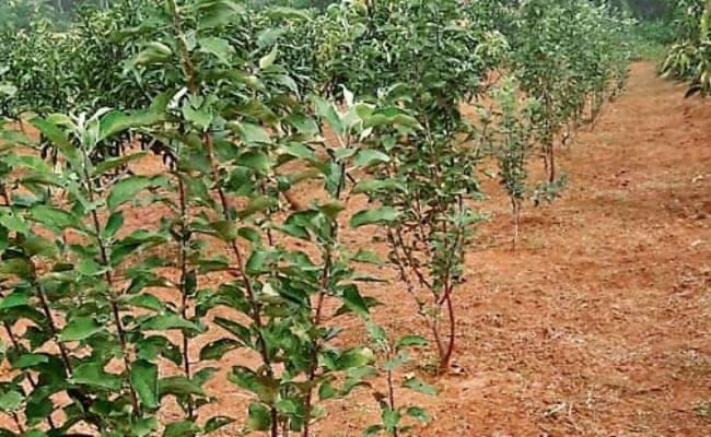 देवघर की धरती पर हो रही सेब की ऑर्गेनिक खेती