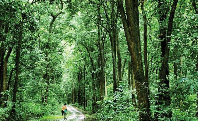 अपसंस्कृति से दूर है नियमगिरी