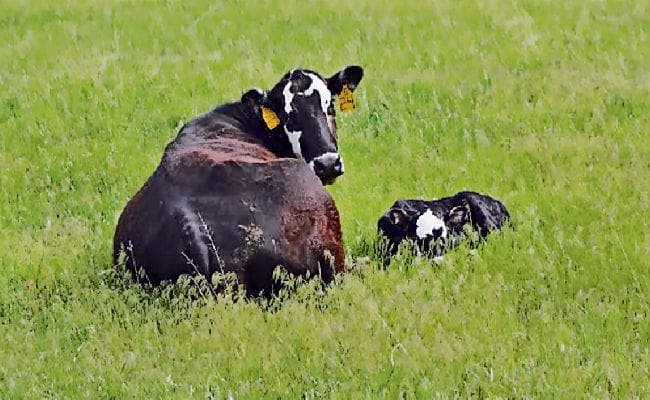 पटना : वायु प्रदूषण से पशुओं में बढ़ीं बीमारियां, पक्षी भी झेल रहे दंश