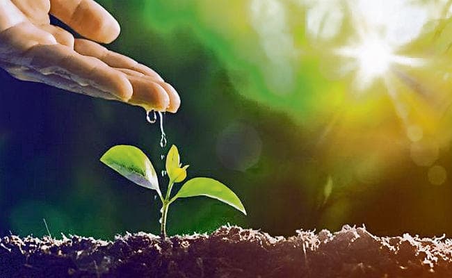 पटना : हर पंचायत में निजी भूमि पर लगेंगे 800 पौधे