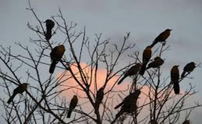 राज्य में विकसित किया जायेगा पक्षियों का बसेरा