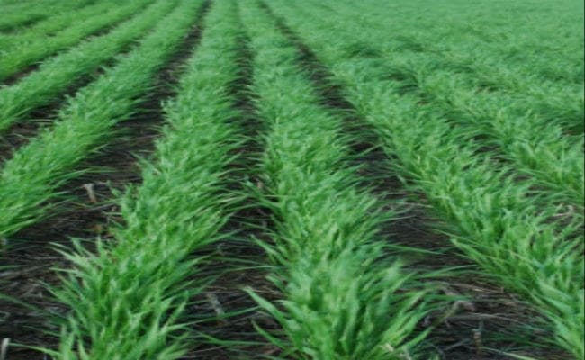 कृषि मंत्रालय की रिपोर्ट : देश में अब 37 फीसदी कम हुई गेहूं की बुआई, तिलहन का रकबा बढ़ा