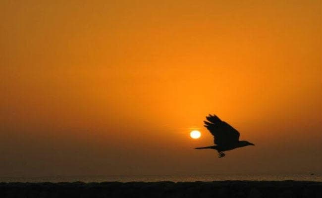 पढ़ें, पाँच नवगीत जगदीश पंकज की कलम से