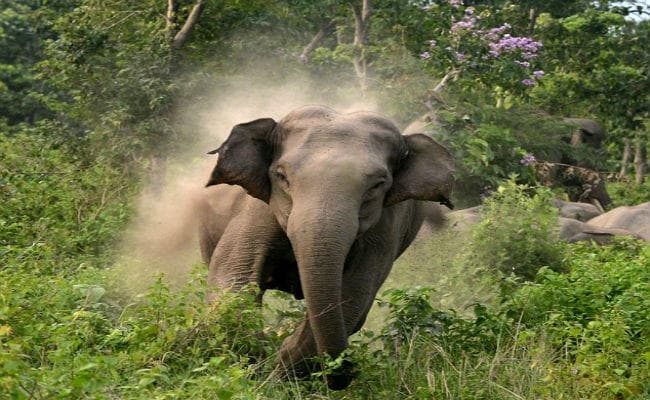 हाथी ने फिर मचाया तांडव, श्रमिक आवास को किया क्षतिग्रस्त