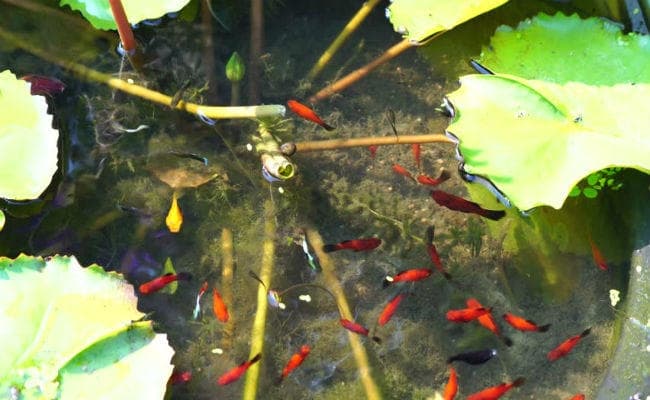 हुगली में डेंगू की रोकथाम के लिए छोड़ी गयीं गप्पी मछलियां