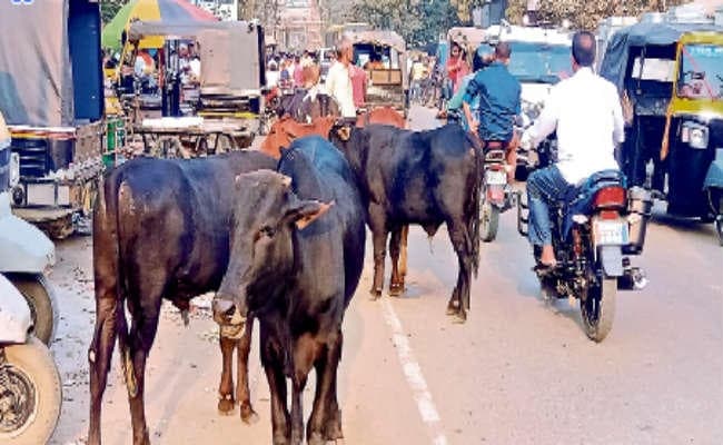 शहर में घूमते आवारा पशुओं से हमेशा रहती है हादसे की आशंका